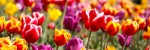parterre_tulipes