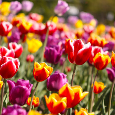 Mes coups de coeur printaniers