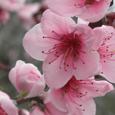 Nouvelle Cerise pour une Nouvelle Année