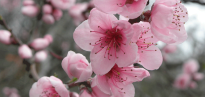 Nouvelle Cerise pour une Nouvelle Année