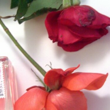 Ce qui donne une odeur à l&rsquo;amour